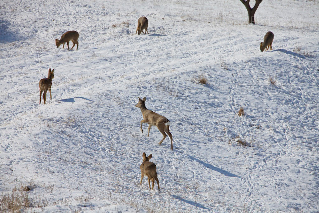 Roe Deer and Water Deer