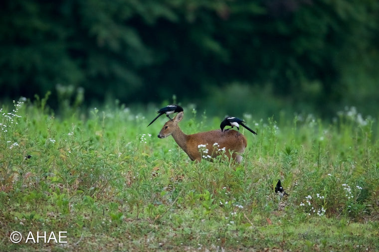 Magpies and Water Deer (2011)