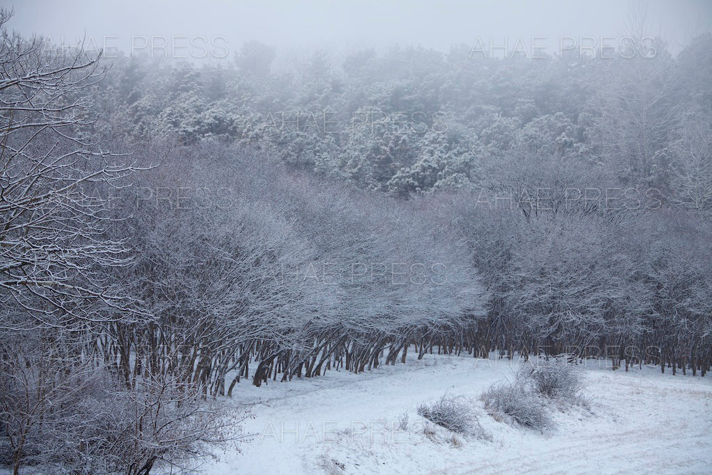 Maple Trees in Winter
