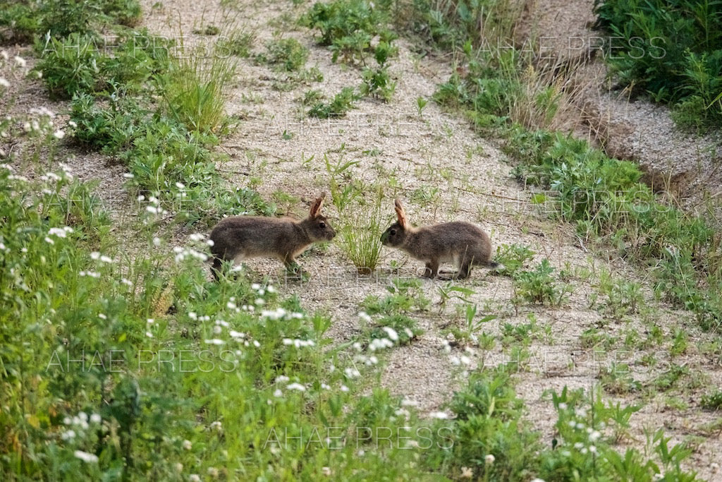 Wild Rabbits