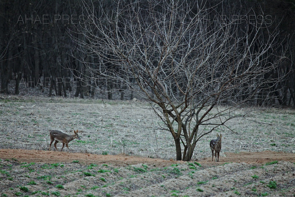 Water Deer