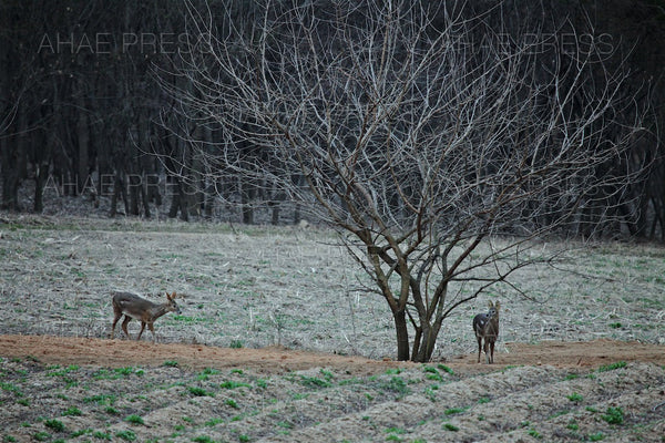 Water Deer – Ahae