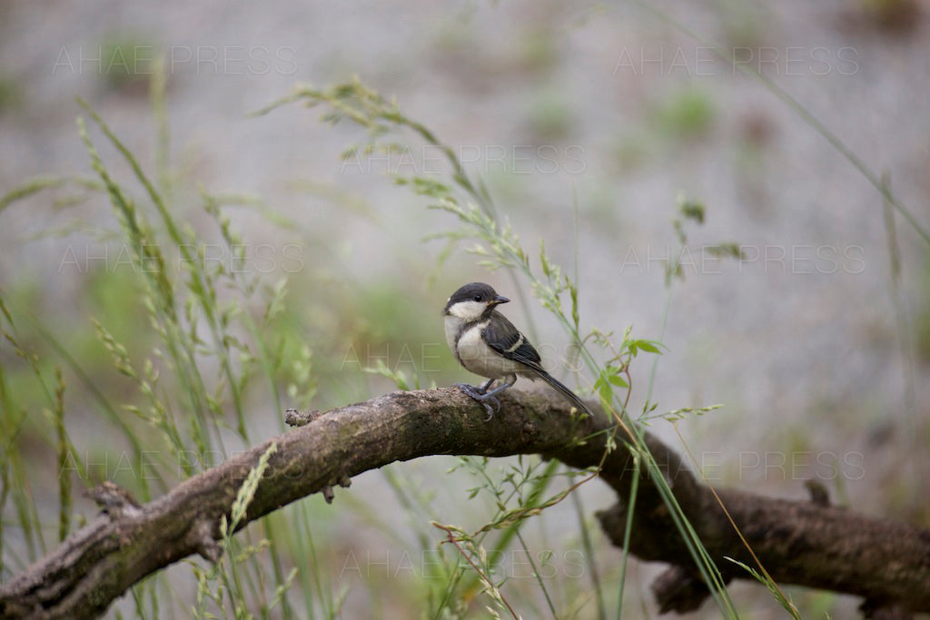 Great Tit