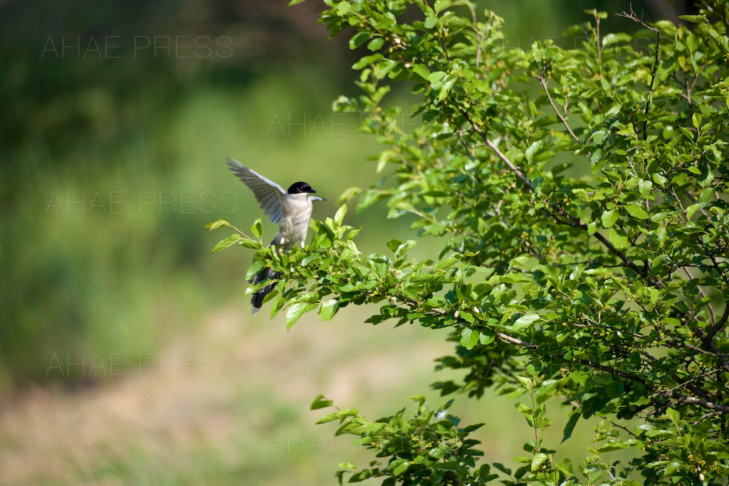 Azure-winged Magpie