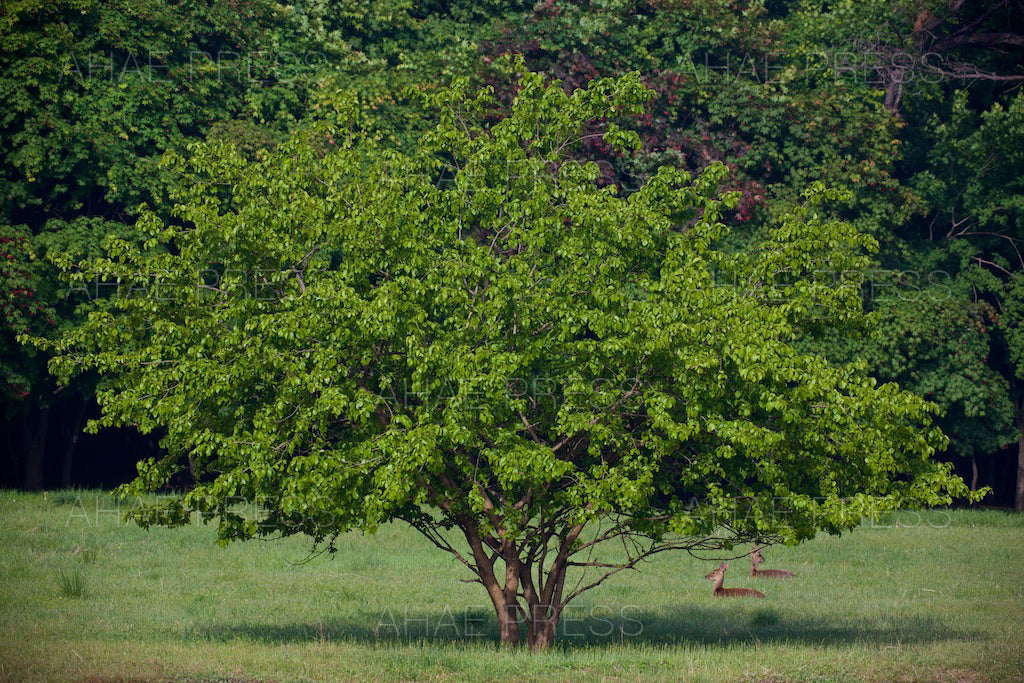 Mulberry Tree