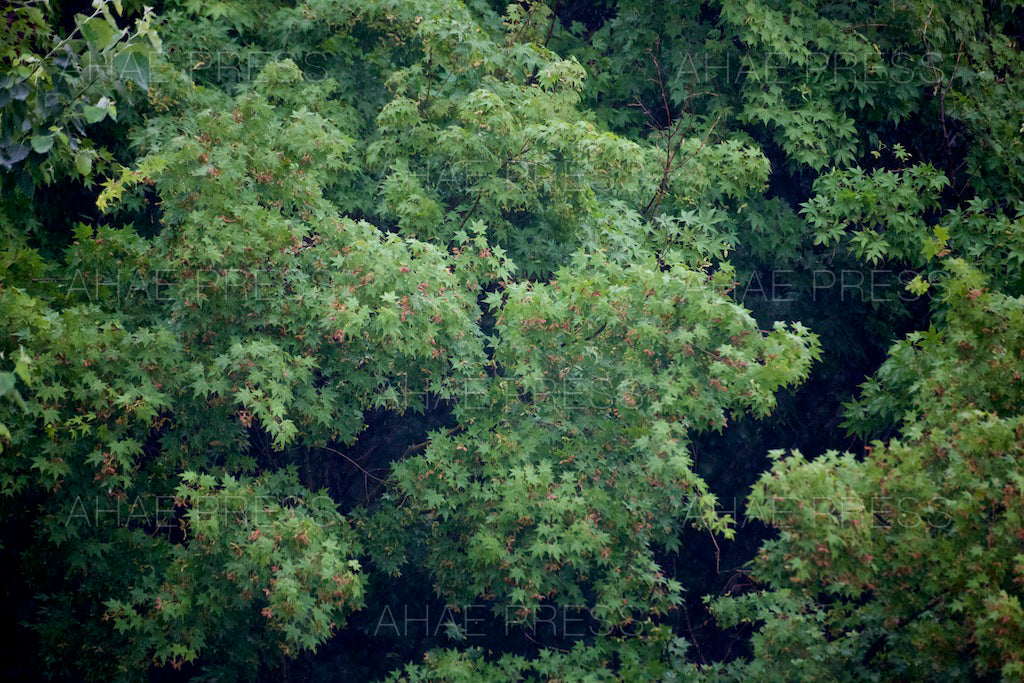 Maple Trees in Summer