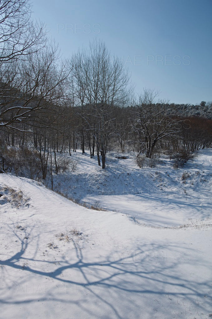 Woods in Winter