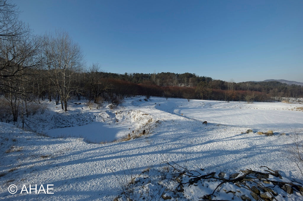 Woods in Winter (2013)