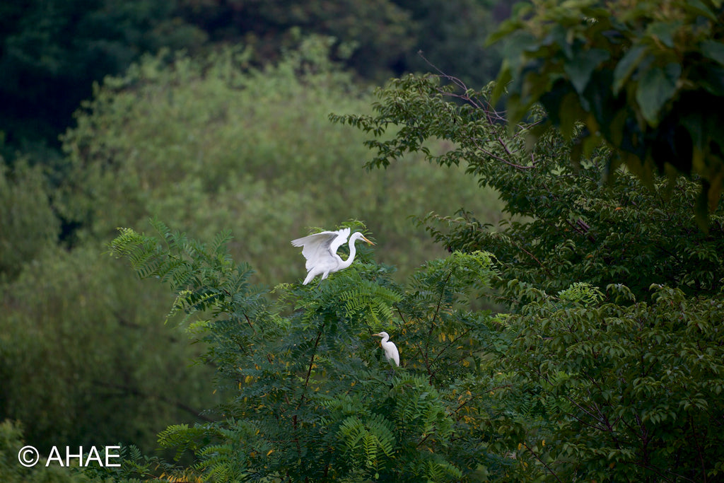 Egrets (2013)
