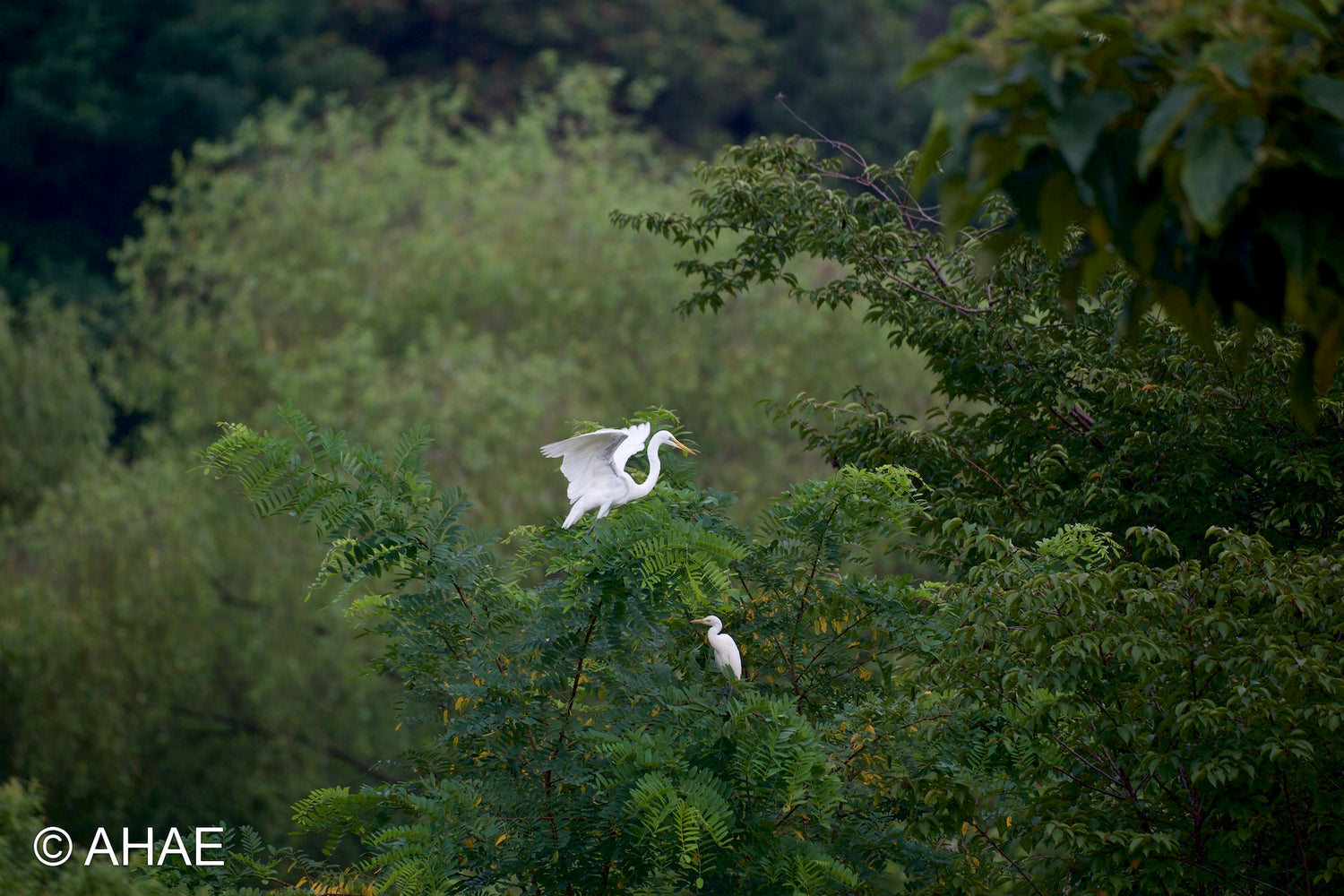 Egrets (2013)