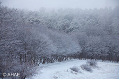 Maple Trees in Winter (2012)