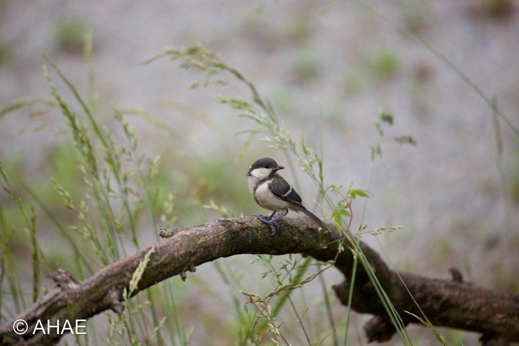 Great Tit (2013)