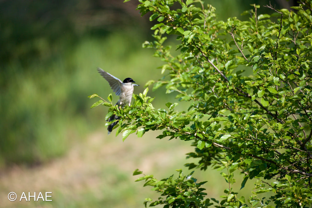 Azure-winged Magpie (2013)