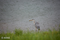 Grey Heron with Fish (2013)