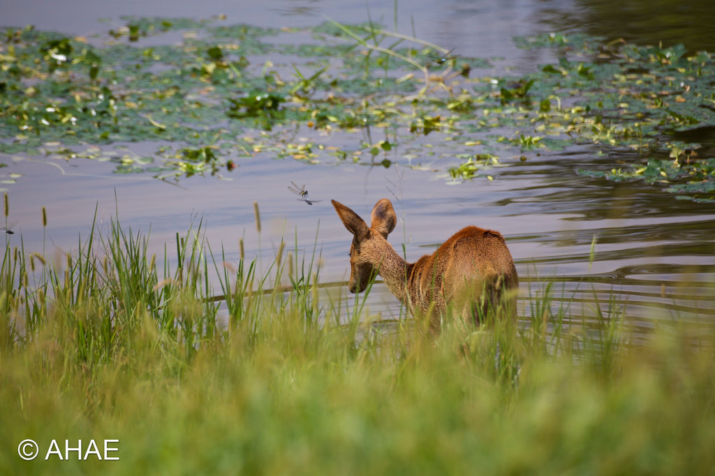 Water Deer and Dragonflies, on Art Canvas (16 x 24" – 457 x 610mm)