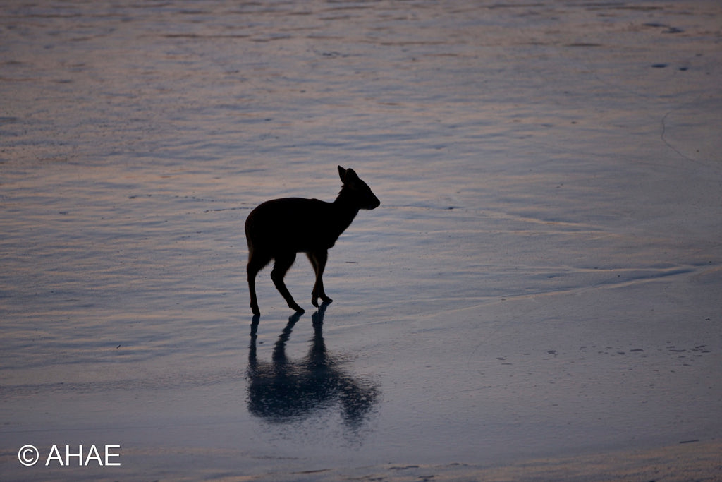 Water Deer on Frozen Pond (2012)