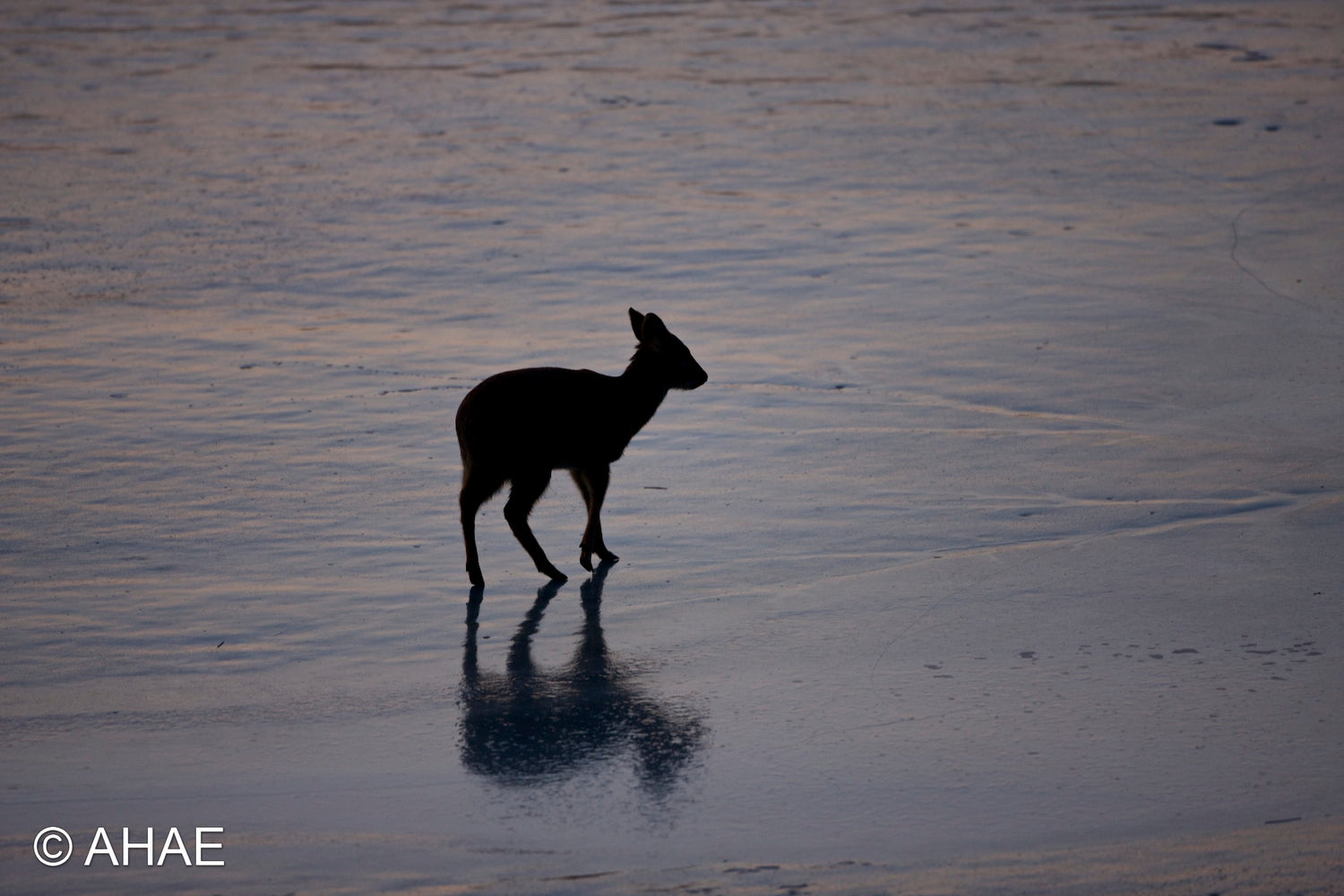 Water Deer on Frozen Pond (2012)