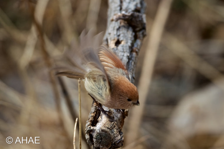 Vinous-throated Parrotbill, on Art Canvas (16 x 24" – 457 x 610mm)
