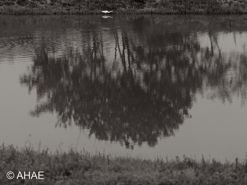 Reflection, on Art Canvas (16 x 24" – 457 x 610mm)