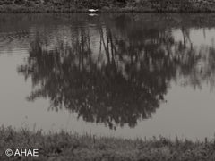 Reflection, on Art Canvas (16 x 24" – 457 x 610mm)