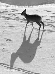 Water Deer, on Art Canvas (16 x 24" – 457 x 610mm)