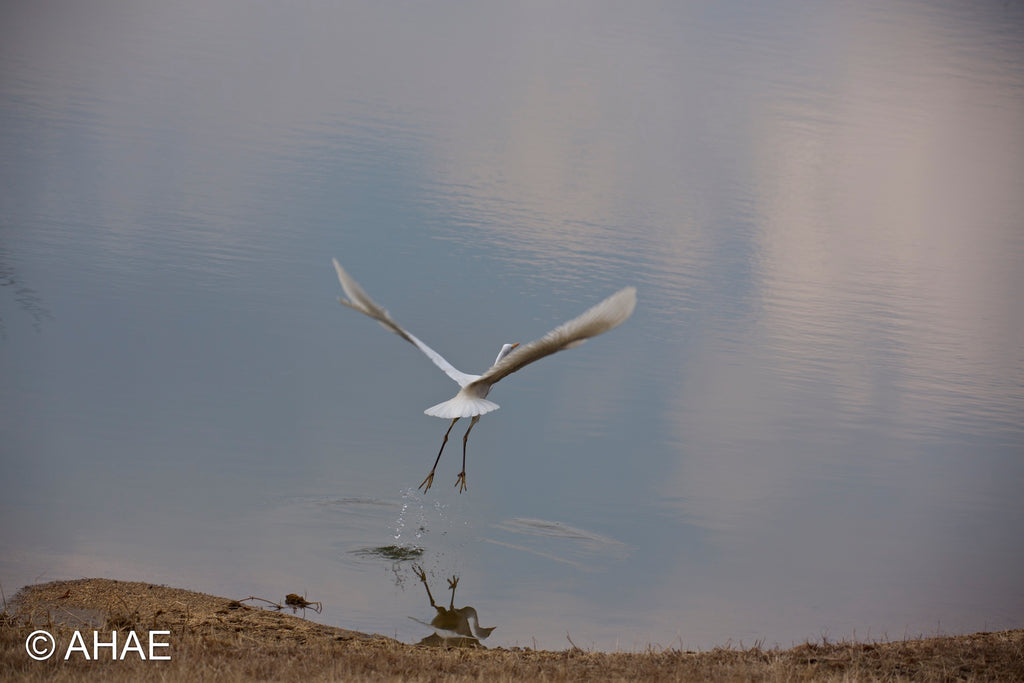 Egret (2014)