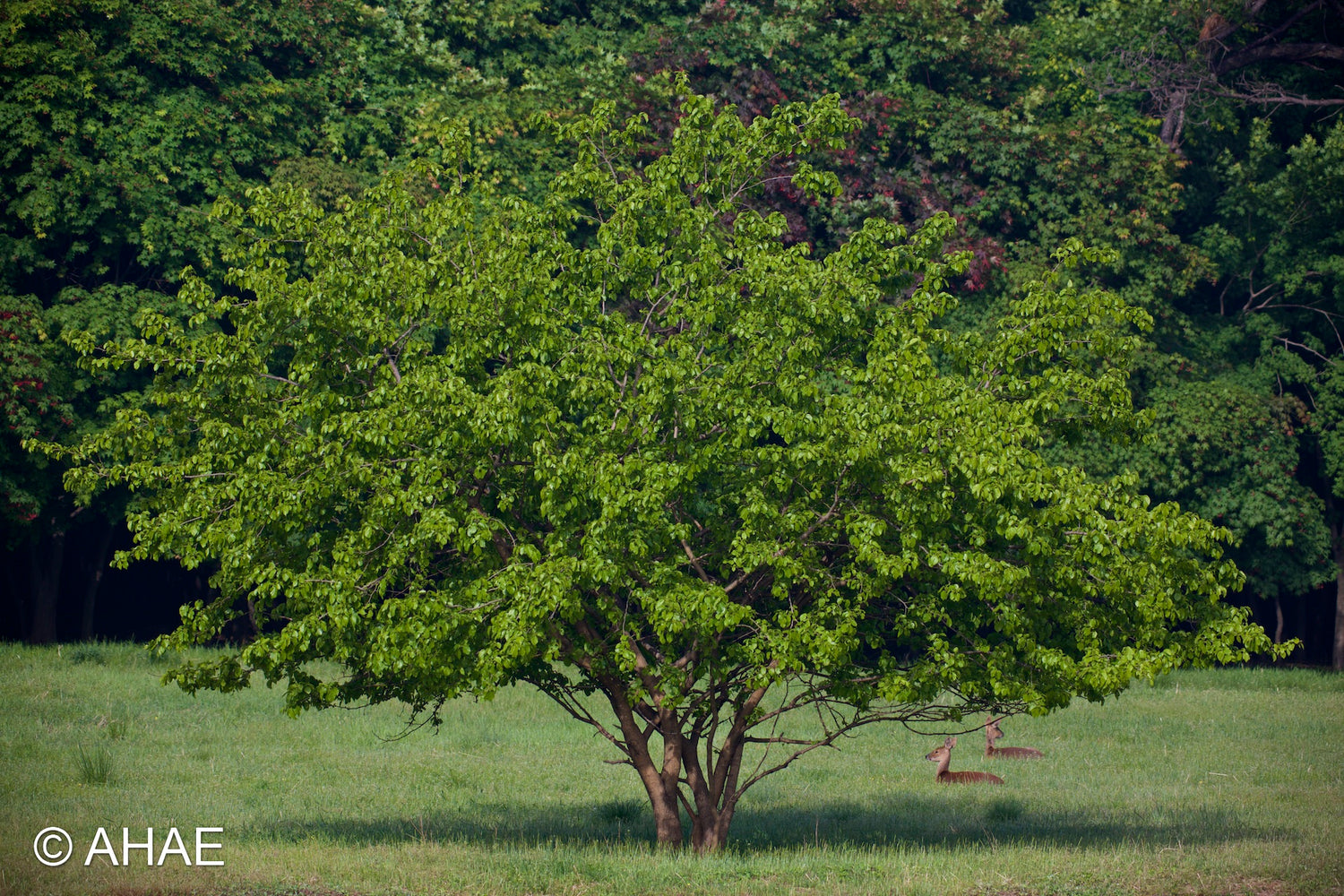 Mulberry Tree, on Art Canvas (36 x 54" – 914 x 1372mm)