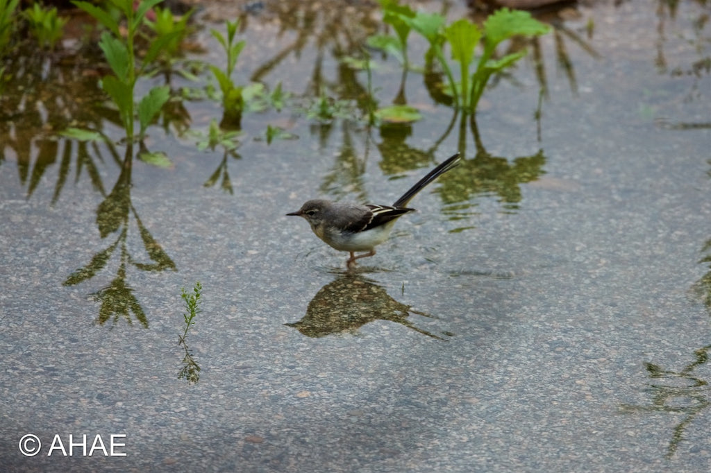 Grey Wagtail, on Art Canvas (16 x 24" – 457 x 610mm)