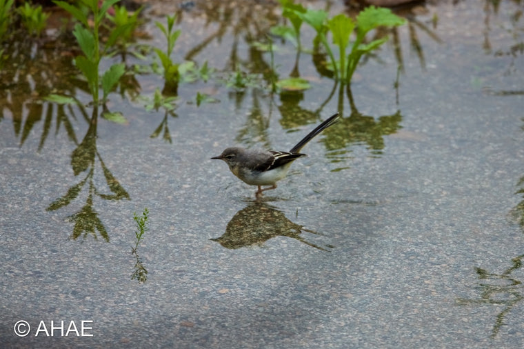 Grey Wagtail, on Art Canvas (16 x 24" – 457 x 610mm)