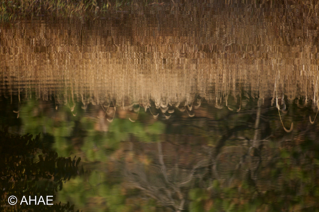 Reflection, on Art Canvas (16 x 24" – 457 x 610mm)