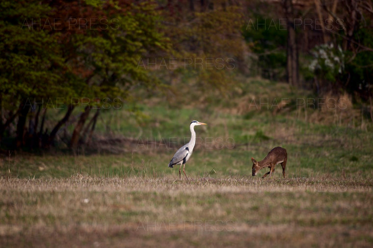 Grey Heron and Water Deer