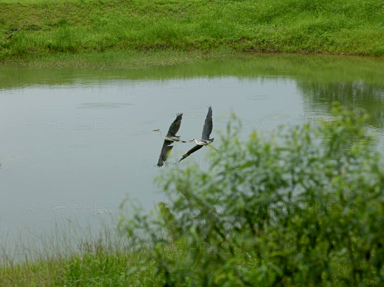 Grey Herons