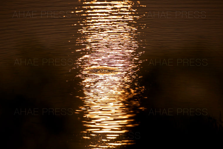 Reflection