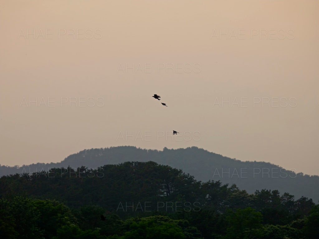 Birds in Flight