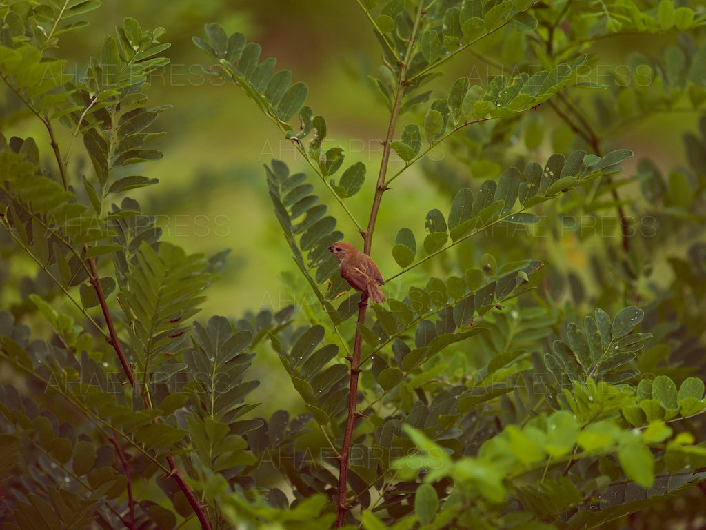 Vinous-throated Parrotbill
