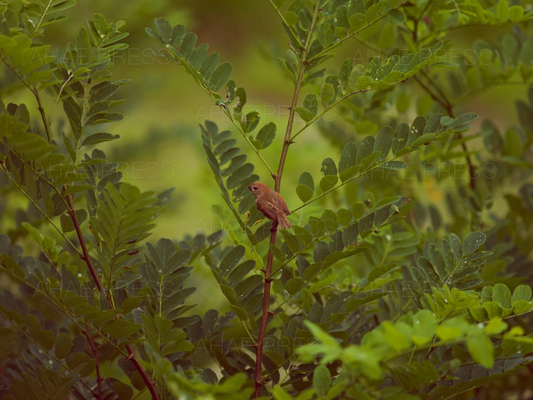 Vinous-throated Parrotbill
