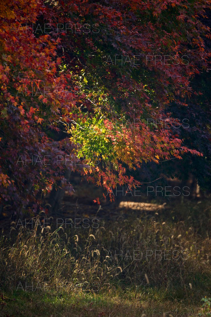 Maple Trees in Autumn
