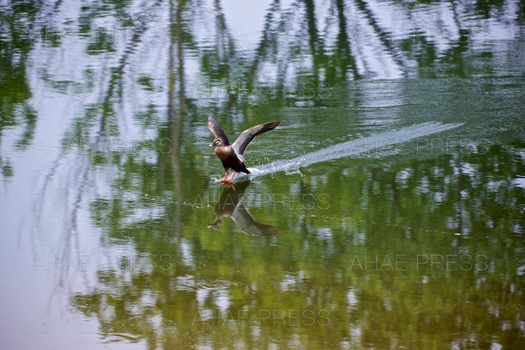 Spot-billed Duck