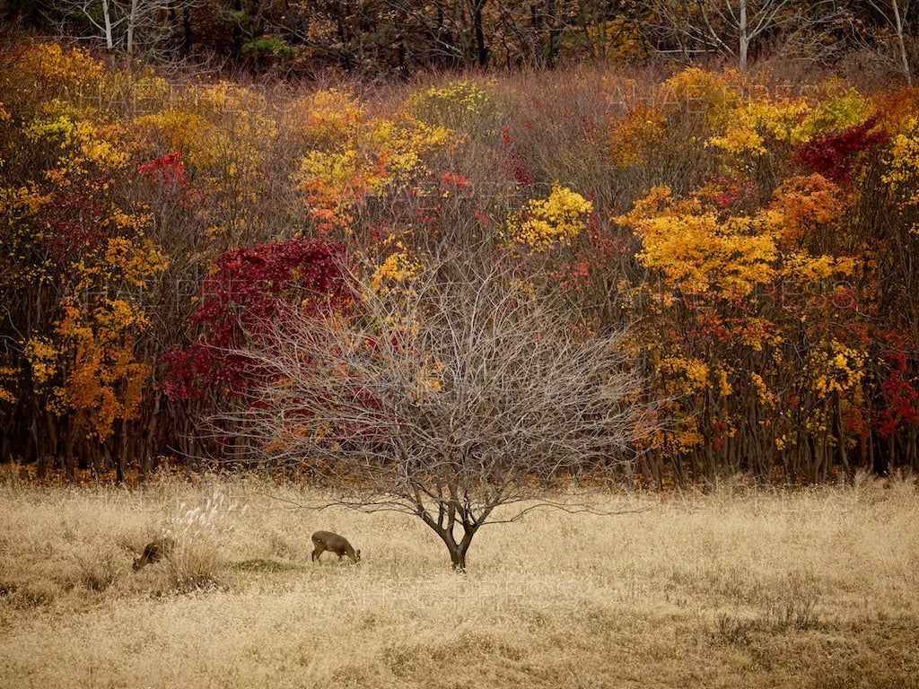 Water Deer