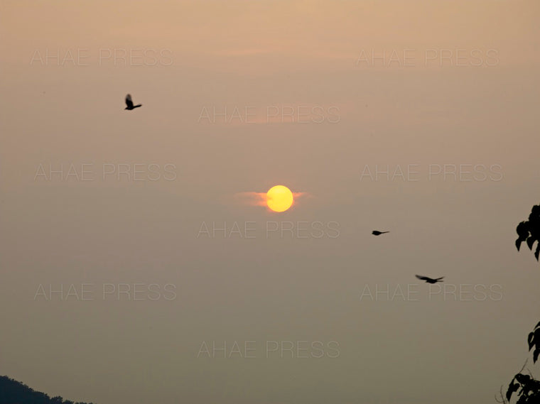 Birds in Flight