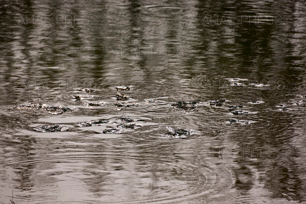 Waves on Pond