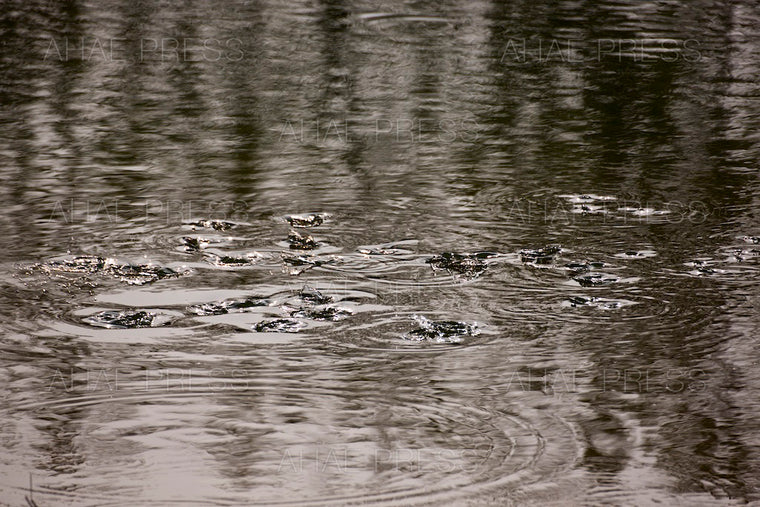 Waves on Pond