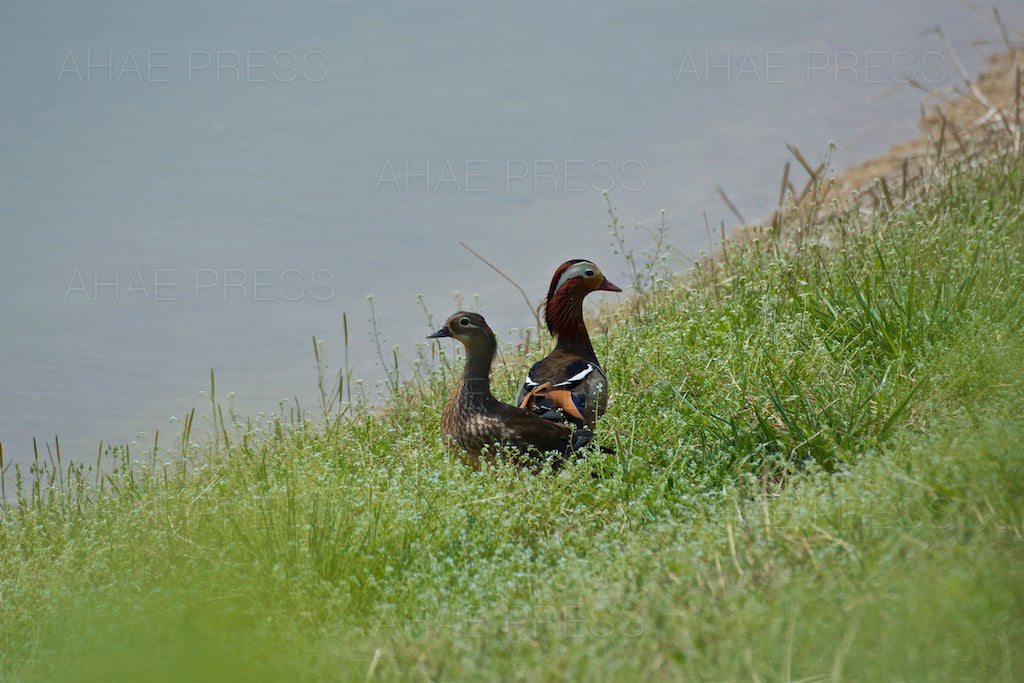 Mandarin Ducks