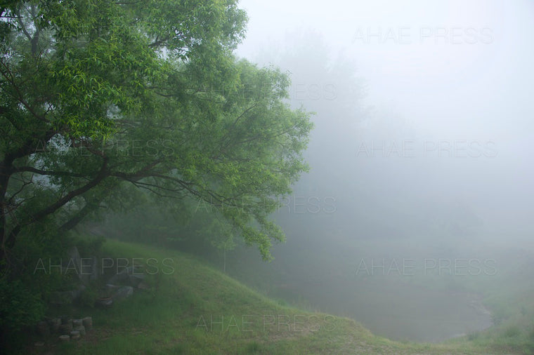 Woods in Spring Mist