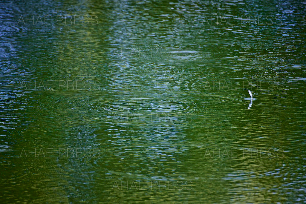 Fish on Water