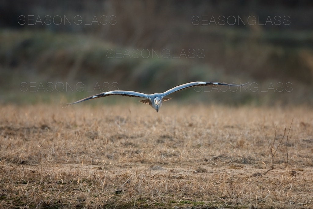 Grey Heron