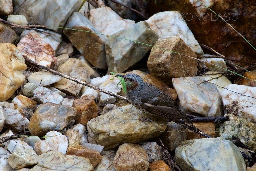 Brown-eared Bulbul with Praying Mantis