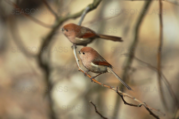 Vinous-throated Parrotbills