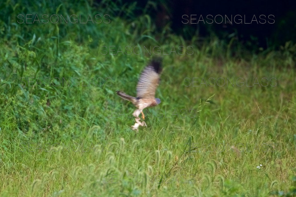 Chinese Sparrowhawk with Frog