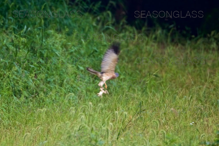 Chinese Sparrowhawk with Frog
